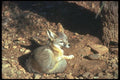 109097 Kit Fox A4 Photo Print