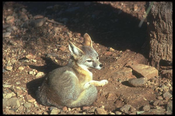 109097 Kit Fox A4 Photo Print