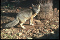 109098 Kit Fox A4 Photo Print