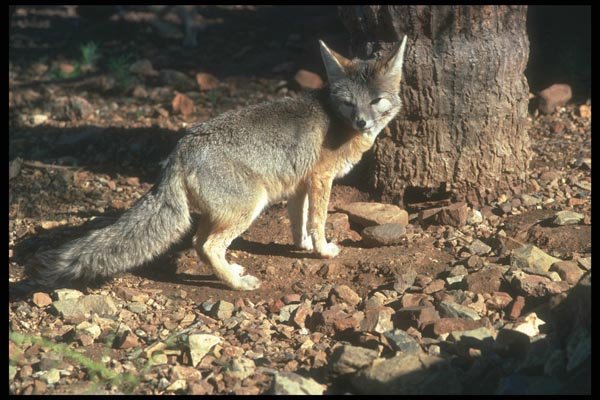 109098 Kit Fox A4 Photo Print