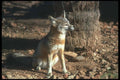 109099 Kit Fox A4 Photo Print