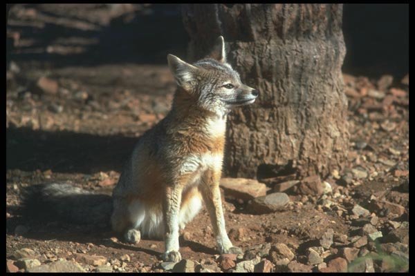 109099 Kit Fox A4 Photo Print
