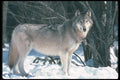 110000 Wolf At Edge Of Snowy Forest A4 Photo Print