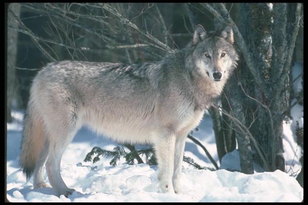 110000 Wolf At Edge Of Snowy Forest A4 Photo Print