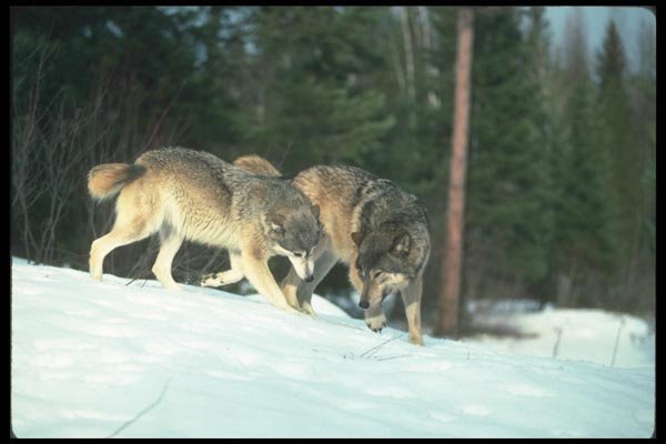 110001 Wolf Mated Pair, Courtship A4 Photo Print