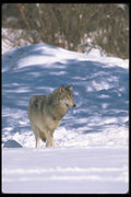 110002 Wolf At Edge Of Snowy Forest A4 Photo Print