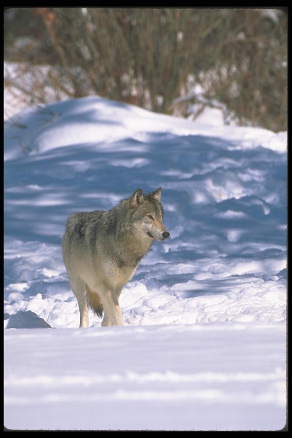 110002 Wolf At Edge Of Snowy Forest A4 Photo Print