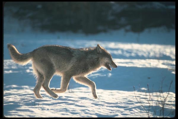 110003 Wolf Running On Snow A4 Photo Print