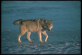110004 Wolf On Frozen Lake A4 Photo Print