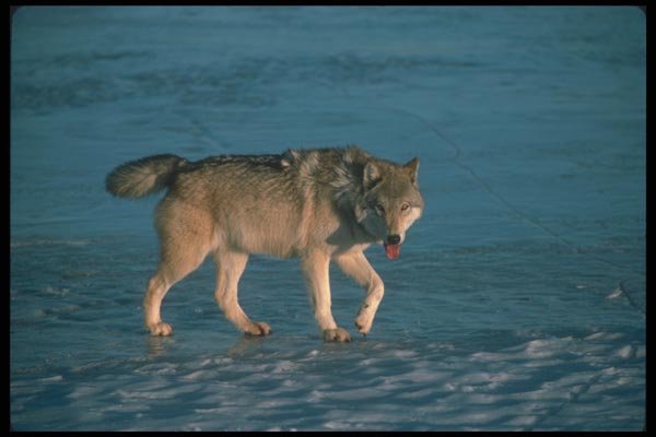 110004 Wolf On Frozen Lake A4 Photo Print