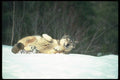 110005 Wolf Rolling On Snow A4 Photo Print