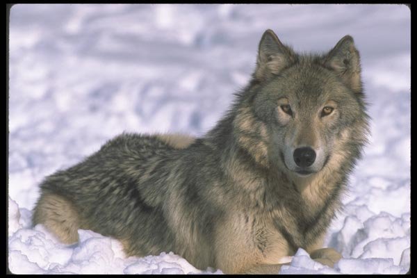 110006 Wolf Lying In Snow A4 Photo Print