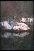110007 Wolf Reflected In Still Water A4 Photo Print