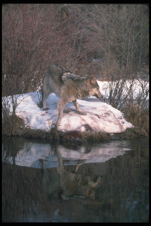 110007 Wolf Reflected In Still Water A4 Photo Print