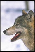 110008 Wolf Head Close Up A4 Photo Print