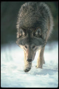 110009 Wolf On Snow A4 Photo Print