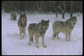 110010 Wolf Pack At Edge Of Snowy Forest A4 Photo Print