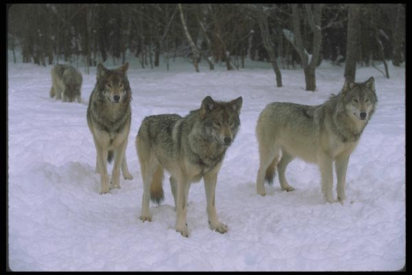 110010 Wolf Pack At Edge Of Snowy Forest A4 Photo Print