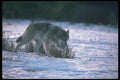 110011 Wolf On Snow A4 Photo Print