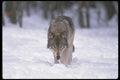 110012 Wolf At Edge Of Snowy Forest A4 Photo Print