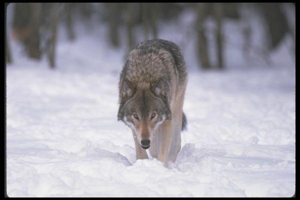 110012 Wolf At Edge Of Snowy Forest A4 Photo Print