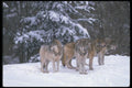 110013 Wolf Pack At Edge Of Snowy Forest A4 Photo Print