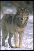 110014 Wolf At Edge Of Snowy Forest A4 Photo Print
