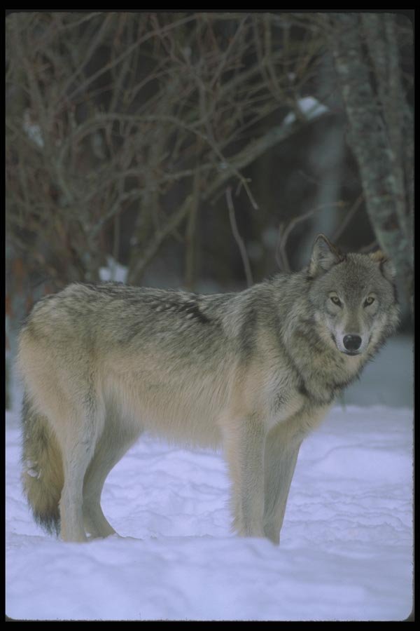 110015 Wolf At Edge Of Snowy Forest A4 Photo Print