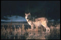 110016 Wolf In Icy Stream A4 Photo Print