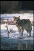 110017 Wolf Reflected In Frozen Stream A4 Photo Print