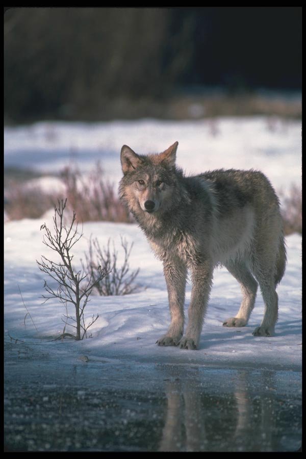 110017 Wolf Reflected In Frozen Stream A4 Photo Print