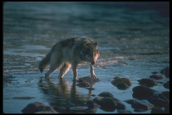110018 Wolf Foraging Along Icy River A4 Photo Print