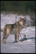 110019 Wolf On Snow A4 Photo Print