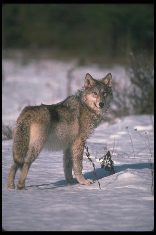 110019 Wolf On Snow A4 Photo Print