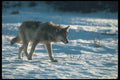 110020 Wolf On Snow A4 Photo Print