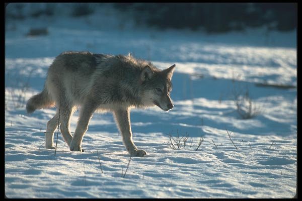 110020 Wolf On Snow A4 Photo Print