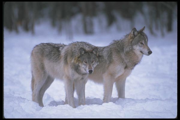110021 Wolves At Edge Of Snowy Forest A4 Photo Print
