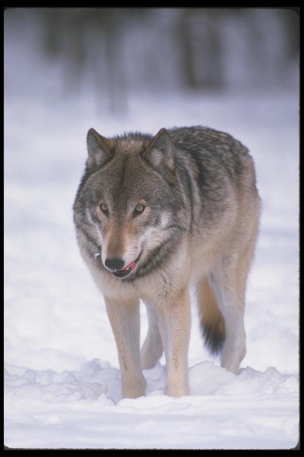 110022 Wolf At Edge Of Snowy Forest A4 Photo Print