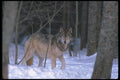 110023 Wolf At Edge Of Snowy Forest A4 Photo Print