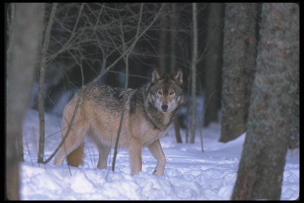 110023 Wolf At Edge Of Snowy Forest A4 Photo Print