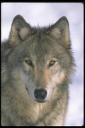 110024 Wolf Head Close Up  A4 Photo Print