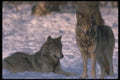110025 Wolves At Edge Of Snowy Forest A4 Photo Print