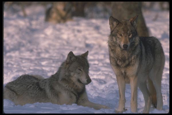 110025 Wolves At Edge Of Snowy Forest A4 Photo Print