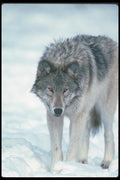 110026 Wolf At Edge Of Snowy Forest A4 Photo Print