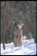 110027 Wolf At Edge Of Snowy Forest A4 Photo Print