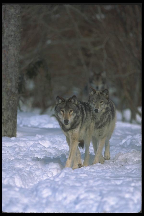 110028 Wolves On Snowy Trail A4 Photo Print