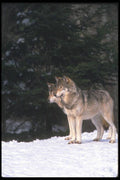 110029 Wolves At Edge Of Snowy Forest A4 Photo Print