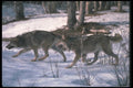 110030 Wolves Running Through Snowy Forest A4 Photo Print