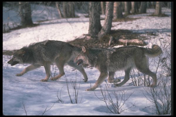 110030 Wolves Running Through Snowy Forest A4 Photo Print