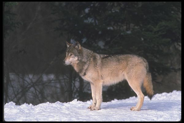 110031 Wolf On Snowy Slope A4 Photo Print